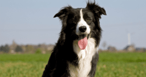 Border Collie Hunting Dog