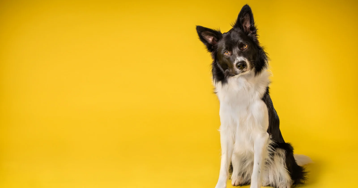 Border Collie Dog