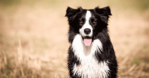 Are Border Collies Good Guard Dogs