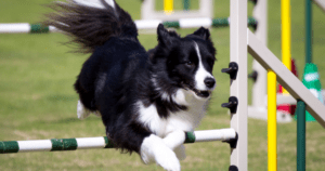 Hanging Tree Dog Mix Border Collie