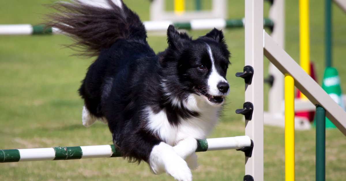 Border Collie Hunting Dog