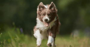 Border Collie Dog