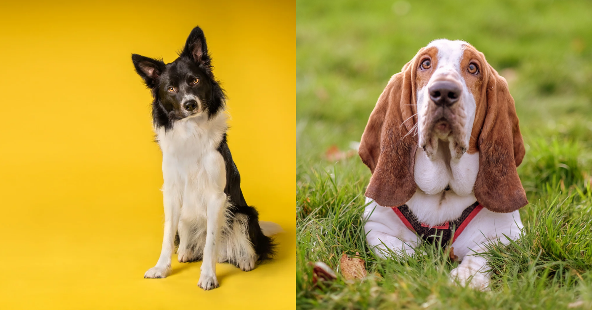 Border Collie Hound Dog Mix