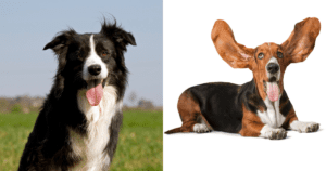 Border Collie Hound Dog Mix