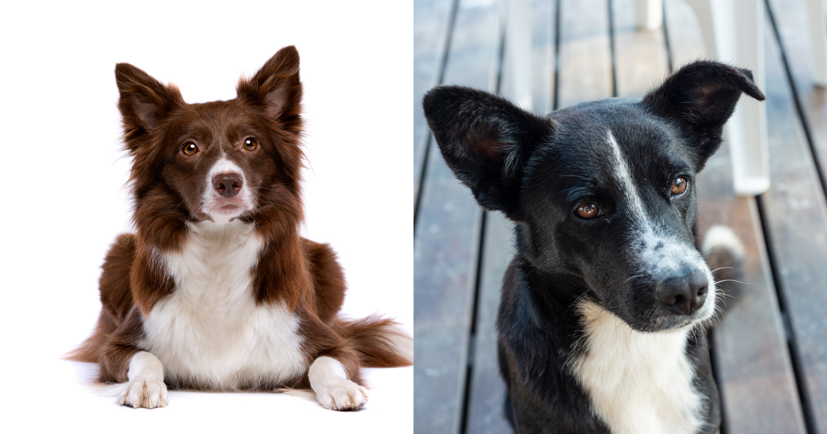 McNab Dog vs Border Collie