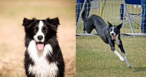 McNab Dog vs Border Collie