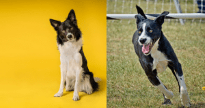 McNab Dog vs Border Collie